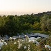 La Segreta Pool and Roses