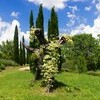Terra quercus (6)