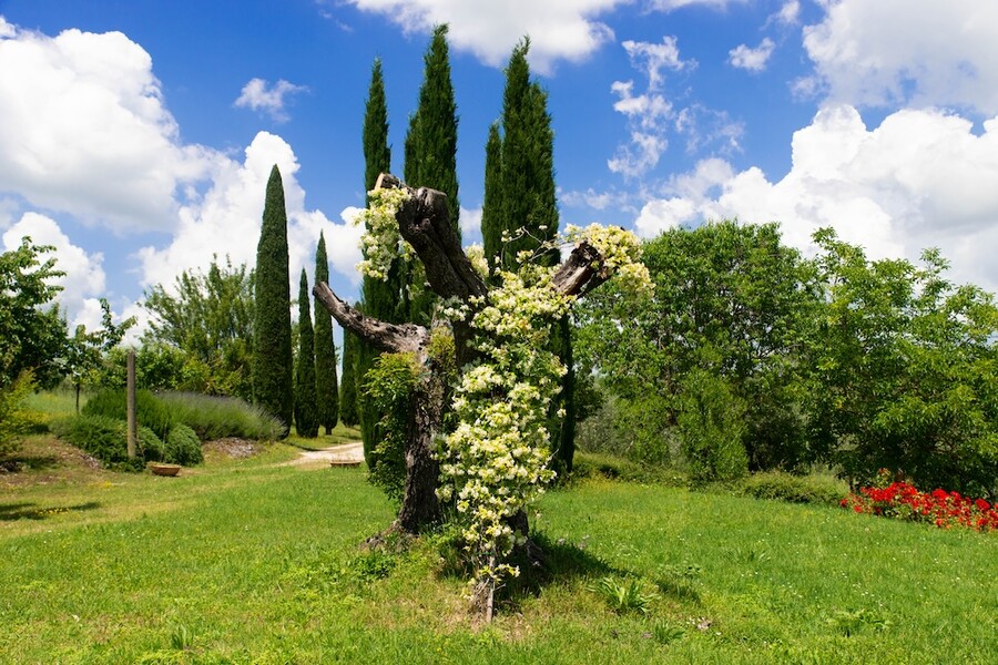 Terra quercus (6)
