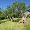 Fano Adriatic-Coast Adriatic-Coast-&-The-Marches Villa Emilia gallery 003