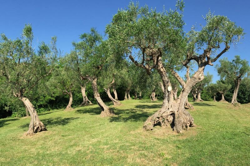 Fano Adriatic-Coast Adriatic-Coast-&-The-Marches Villa Emilia gallery 003