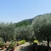 Olivenbäume umgeben das Ferienhaus Macennere in Lucca