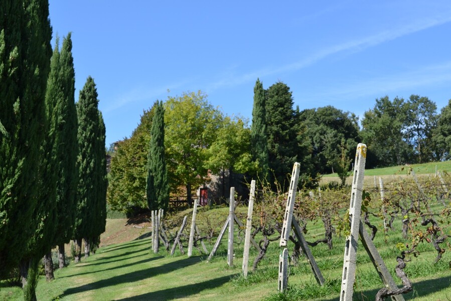 Ferienhaus inmitten der Weinberge in Lucca