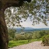 Casa Winther inmitten eines Olivenhains in Umbrien